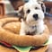 TONBO Soft Plush Small Cute and Cozy Food Dog Cat Bed Washer and Dryer Friendly Burger