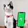 WHALEZON Cat Collar Holder for Airtag Cat Small Dog Harness Case for Air Tag