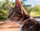 Rogz Urban Cat Safety Collar SmallMedium Pink Blush