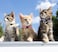 QDYU 16 PCS Breakaway Cat Collars with Bells Reflective Cat Collar Safety Nylon Kitten Collars Cat Collars for Girl Boy Cats69