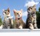 QDYU 16 PCS Breakaway Cat Collars with Bells Reflective Cat Collar Safety Nylon Kitten Collars Cat Collars for Girl Boy Cats69
