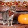 ADOGGYGO Halloween Cat Collars Breakaway with Removable Bandana 2 Pack Adjustable Kitten Collar Pumpkin Bandana Collar for Kittens Cat