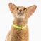 BuddyArmor Safety Cat Collar US IDA Gold Awarding Design Stretch Elastic Quick Release Non Breakaway Light Weight for Kitten Neck Fit 59118 for All Small Large CatSMidnight Black