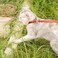 Filbert Leather Cat Collar Reflective Cat Collar Leather Accessories with Bell Bird Warning Suitable for Indoor and Outdoor Non Breakaway Durable Stylish Design Camel
