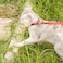 Filbert Leather Cat Collar Reflective Cat Collar Leather Accessories with Bell Bird Warning Suitable for Indoor and Outdoor Non Breakaway Durable Stylish Design Camel