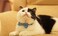 Gyapet Cat Collar Light Blue with Bow Tie Bell Safety Breakaway Kitten Pet 711in Dot Floral Leopard Food DotLight Blue