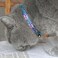 Kittyrama New No Feed Cat Collar with Bell Breakaway Quick Release Hypoallergenic Vet Approved Lightweight Kitten Collar As Seen in Vogue Soft Comfy Indigo