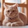 Pawtitas Reflective Pink Cat Collar with Safety Buckle and Removable Bell for Kitten and Cats