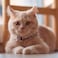 Pawtitas Reflective Pink Cat Collar with Safety Buckle and Removable Bell for Kitten and Cats