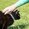 Pettsie Cotton Kitten Breakaway Collar Friendship Bracelet QuickRelease