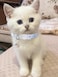 DALOO 10PC Floral Cat Collar Set with Bells Breakaway Safety for Kittens and Small Cats 1