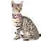 Lamphyface 2 PackSet Cat Collar Breakaway with Cute Bow Tie and Bell Plaid for Kitty Adjustable Safety