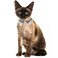 Lamphyface 2 PackSet Cat Collar Breakaway with Cute Bow Tie and Bell Plaid for Kitty Adjustable Safety