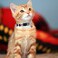 XPangle 3 Pack Breakaway Cat Collars with Bell and Accessories Flower Pattern Adjustable Cute Kitten Collars Floral for Kitty Puppy 7511in