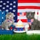 ADOGGYGO American Flag Cat Collar with Removable Bowtie Bandana Breakaway Patriotic Kitten Collars for Cat Kitten 4th of July