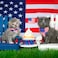 ADOGGYGO American Flag Cat Collar with Removable Bowtie Bandana Breakaway Patriotic Kitten Collars for Cat Kitten 4th of July