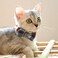 XPangle Bowtie Cat Collars Breakaway with Bell Adjustable Cute Kitty Collars Safety Buckle Kitten Collar for Cat Puppy 7511in 14
