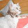 XPangle Bowtie Cat Collars Breakaway with Bell Adjustable Cute Kitty Collars Safety Buckle Kitten Collar for Cat Puppy 7511in 15