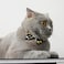 XPangle Bowtie Cat Collars Breakaway with Bell Adjustable Cute Kitty Collars Safety Buckle Kitten Collar for Cat Puppy 7511in Black Moon