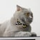 XPangle Bowtie Cat Collars Breakaway with Bell Adjustable Cute Kitty Collars Safety Buckle Kitten Collar for Cat Puppy 7511in Black Moon