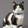Giecooh Cat Collar Breakaway 2 Pack Cotton Kitten Collars with Bells and Removable Charms Cute Planet Shaped for Indoor Boy Girl and Adult Cats