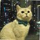 Pipidog Cat Collar Breakaway with Bell and Bow Tie Plaid Design Adjustable Safety Kitty Kitten Collars68108in CyanBlue