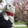 Pipidog Cat Collar Breakaway with Bell and Bow Tie Plaid Design Adjustable Safety Kitty Kitten Collars68108in Red Plaid 1