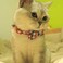 Pipidog Cat Collar Breakaway with Bell and Bow Tie Plaid Design Adjustable Safety Kitty Kitten Collars68108in RedWhiteBlue