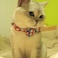 Pipidog Cat Collar Breakaway with Bell and Bow Tie Plaid Design Adjustable Safety Kitty Kitten Collars68108in RedWhiteBlue