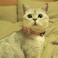 Pipidog Cat Collar Breakaway with Bell and Bow Tie Plaid Design Adjustable Safety Kitty Kitten Collars68108inPink Plaid 2