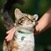 DILLYBUD Leather Personalized Breakaway Cat Collar with Studded Bell and Safety Quick Release Buckle Rivets Studded ID DIY Collars for Boy Girl Cats Kittens 9 115 Green