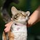 DILLYBUD Leather Personalized Breakaway Cat Collar with Studded Bell and Safety Quick Release Buckle Rivets Studded ID DIY Collars for Boy Girl Cats Kittens 9 115 Pink