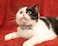 Gyapet Cat Collar Set Safety Detachable Bow Tie with Bell Funny Pattern Male Female Kitten 2pcs Pizza Donut
