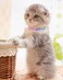 Petank Purple Suede Breakaway Cat Collar with Sparkling Rhinestones Bell Soft Adjustable Safe Release Kitten Collar for Small Medium Cats 75125 Inches