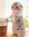 Petank Purple Suede Breakaway Cat Collar with Sparkling Rhinestones Bell Soft Adjustable Safe Release Kitten Collar for Small Medium Cats 75125 Inches