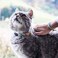 Pettsie Cotton Breakaway Cat Collar with Heart Bracelet QuickRelease