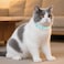 PUPTECK 2 PCS Soft Genuine Leather Cat Kitten Collar with Bells Adjustable for Girl Boy Cats Puppy Pale Turquoise Navy Blue
