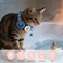 Taghelp QR Code AirTag Reflective Breakaway Cat Collar with Bell Smart Scan Pet ID Tag Apple AirTag Holder 04 Width Lightweight Safety Kitten Collar for Girl Boy Cats Reflective StripBlue