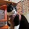 çŒ«å£± Ninja Cat Red Harness