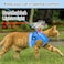 GAUTERF Cat Harnesses and Puppy Harness with Leashes Set Escape Proof Cat Harness Adjustable Reflective Soft Mesh Vest Fit Puppy Kitten Rabbit Ferretss Outdoor Harness