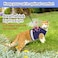 GAUTERF Cat Harnesses and Puppy Harness with Leashes Set Escape Proof Cat Harness Adjustable Reflective Soft Mesh Vest Fit Puppy Kitten Rabbit Ferretss Outdoor Harness