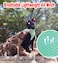 GAUTERF Cat Harnesses and Puppy Harness with Leashes Set Escape Proof Cat Harness Adjustable Reflective Soft Mesh Vest Fit Puppy Kitten Rabbit Ferretss Outdoor Harness
