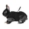 Hypeety Rabbit Kitten Harness Cat Leash for Small Animal Adjustable Soft Harness and Lead Set for Bunny Cat Little Pet Walking SChest591787 Black