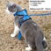 Mr. Peanut's Mr Peanuts PurrTrek Reflective Cat Harness with Matching Leash Small Blue