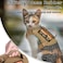 nanappice Tactical Cat Harness for Walking Adjustable Escape Proof Pet Vest for Large CatEasy Control Breathable Cat Vest with HandleMolle Patches Khaki L