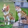 nanappice Tactical Cat Harness for Walking Adjustable Escape Proof Pet Vest for Large CatEasy Control Breathable Cat Vest with HandleMolle Patches Khaki L