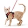 rabbitgoo Cat Harness and Leash Set Escape Proof Kitten Harness for Safe Outdoor Walks Soft Breathable Adjustable Vest with Reflective Strips for Kittens and Small Cats Black Red Xs