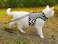 YIZHI MIAOW Yizhi Miaow Cat Harness and Leash for Walking Escape Proof Adjustable Cat Vest Harness Padded Stylish Cat Walking Jackets Black Plaid Large