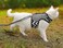 YIZHI MIAOW Yizhi Miaow Cat Harness and Leash for Walking Escape Proof Adjustable Cat Vest Harness Padded Stylish Cat Walking Jackets Black Plaid Small