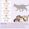 SUNFURA Cat Recovery Suit Kitten Surgical Full Bodysuit for Abdominal Wound Protector Anti Licking After Surgery Professional Bandages Cone ECollar Alternative for Small Male Female Pets